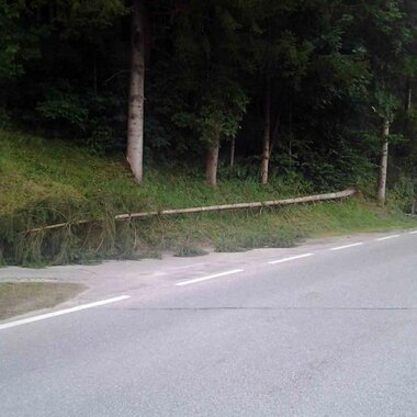 Baum stürtzte auf Pkw
