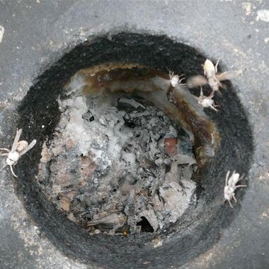 Mehr denn je, wurde die Stadtfeuerwehr St. Johann im heurigen Sommer von zahlreichen Insekten auf Trab gehalten.