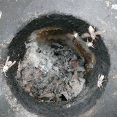 Mehr denn je, wurde die Stadtfeuerwehr St. Johann im heurigen Sommer von zahlreichen Insekten auf Trab gehalten.