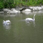 Schwäne in Gefahr