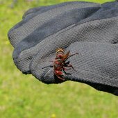 Mehr denn je, wurde die Stadtfeuerwehr St. Johann im heurigen Sommer von zahlreichen Insekten auf Trab gehalten.
