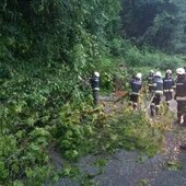 Baum über Alte Bundesstraße