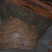 Mehr denn je, wurde die Stadtfeuerwehr St. Johann im heurigen Sommer von zahlreichen Insekten auf Trab gehalten.