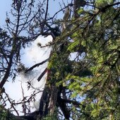 WALDBRAND