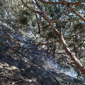 Flurbrand Bad Hofgastein (Höhe Ingelsberg)