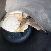 Tierrettung