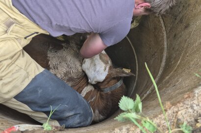TIERRETTUNG