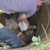 TIERRETTUNG