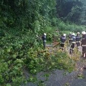 Baum über Alte Bundesstraße