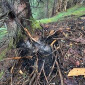 WALDBRAND