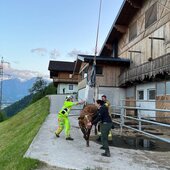 Tierrettung - Kuh abgestürzt