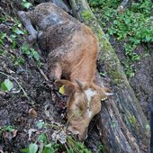 Tierrettung - Kuh abgestürzt